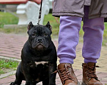 Собаки в Курске: Девочка булли черного окраса Девочка, 120 000 руб. - фото 2