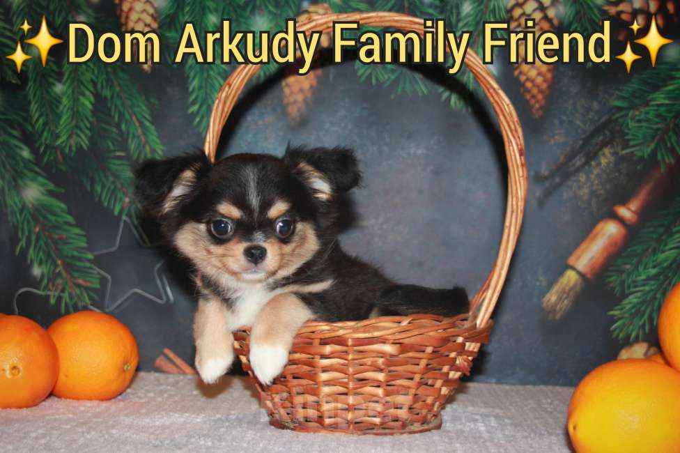 Собаки в Казани: Малыш чихуахуа  Мальчик, 30 000 руб. - фото 7