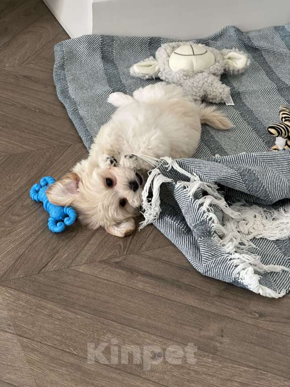 Собаки в Челябинске: Мальтипу f1 девочка Девочка, 100 000 руб. - фото 2