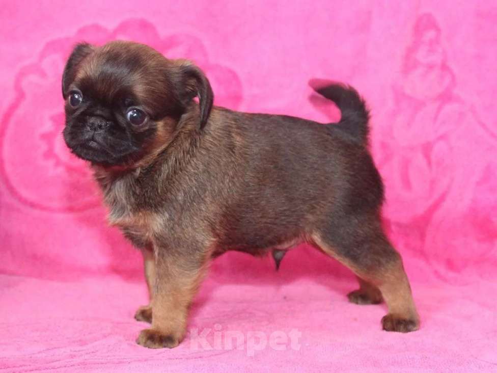 Собаки в Санкт-Петербурге: Очаровательный мальчишка Мальчик, 80 000 руб. - фото 4