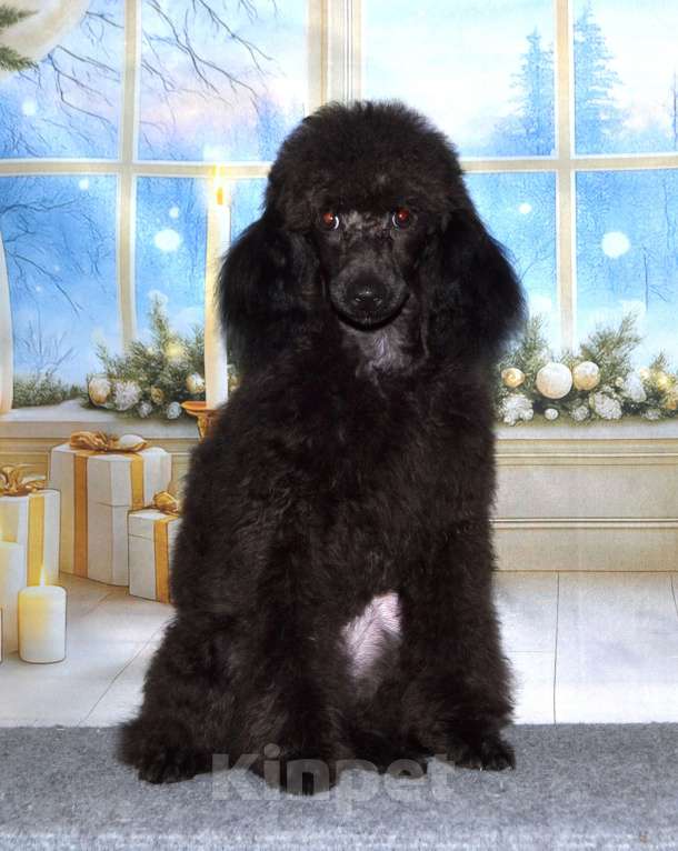 Собаки в Глазове: Ололош и Овечкин, той пудель СКОР Мальчик, 30 000 руб. - фото 1