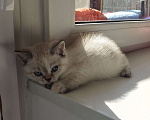 Кошки в Москве: Британские котята  Девочка, 12 000 руб. - фото 2