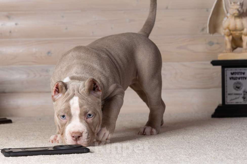 Собаки в Королеве: Американский булли Девочка, 150 000 руб. - фото 5