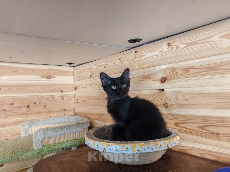 Кошки в Москве: Котята 2,5 месяца Разнополые, 50 руб. - фото 6