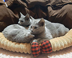 Кошки в Ливны: Котята русские голубые, 43 000 руб. - фото 3