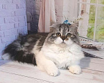 Кошки в Самаре: Кошечка Долли Девочка, 12 000 руб. - фото 5