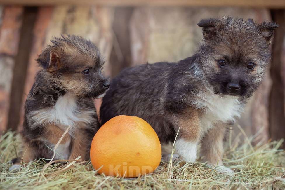 Собаки в Москве: щенок мелкаш Мимоза в добрые руки Девочка, Бесплатно - фото 9