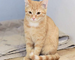 Кошки в Москве: Рыжий котенок Бусинка в добрые руки Девочка, 1 руб. - фото 2