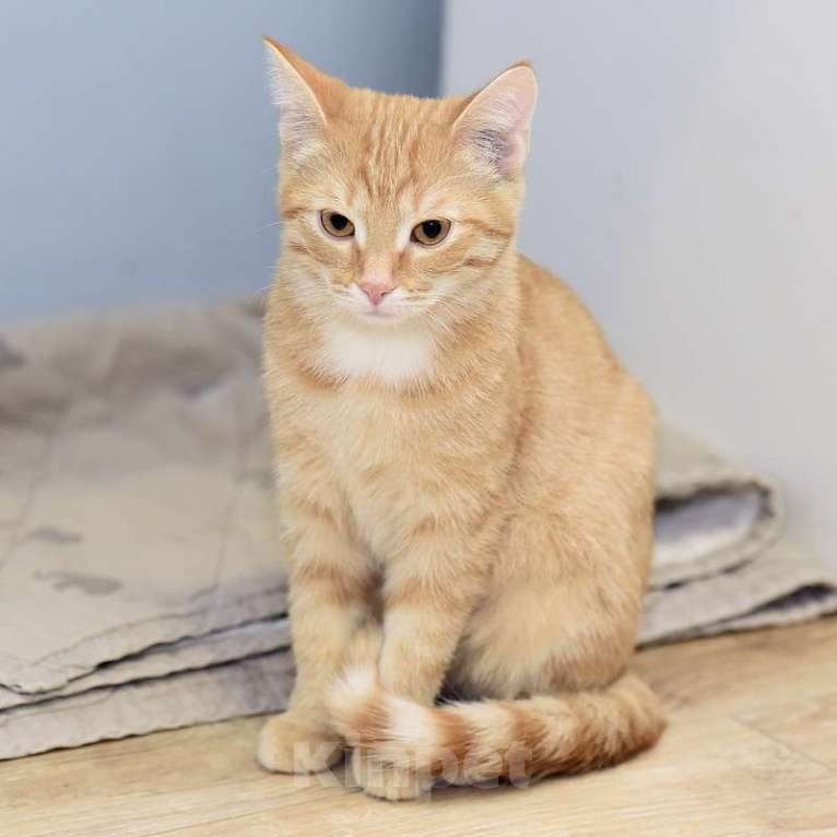 Кошки в Москве: Рыжий котенок Бусинка в добрые руки Девочка, 1 руб. - фото 2