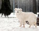 Собаки в Москве: Белка ищет дом! Девочка, Бесплатно - фото 3