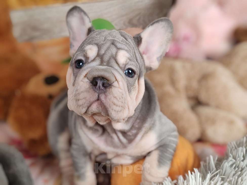 Собаки в Санкт-Петербурге: Шикарная лиловая  девочка Девочка, 80 000 руб. - фото 2