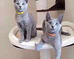 Кошки в Тюмени: Котята породы Русская голубая Мальчик, Бесплатно - фото 2