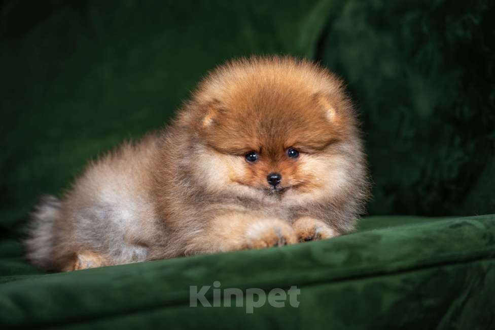 Собаки в Москве: Померанский шпиц мальчик и девочка РКФ Девочка, Бесплатно - фото 4