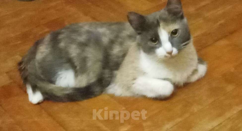 Кошки в Москве: Трёхцветная анатолийская кошечка Девочка, Бесплатно - фото 2