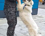 Собаки в Колпино: Белый медведь Самсон, изумительный домашний пес в добрые руки Мальчик, 10 руб. - фото 3