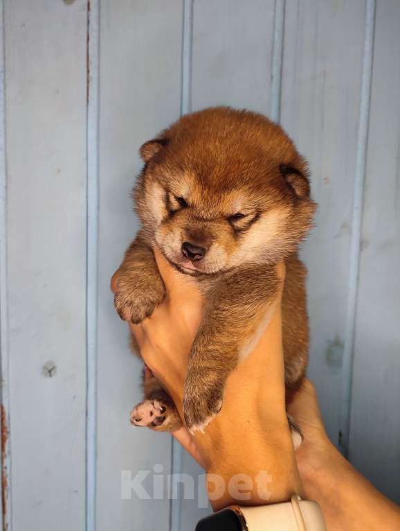 Собаки в Санкт-Петербурге: Сиба девочка Девочка, 70 000 руб. - фото 3