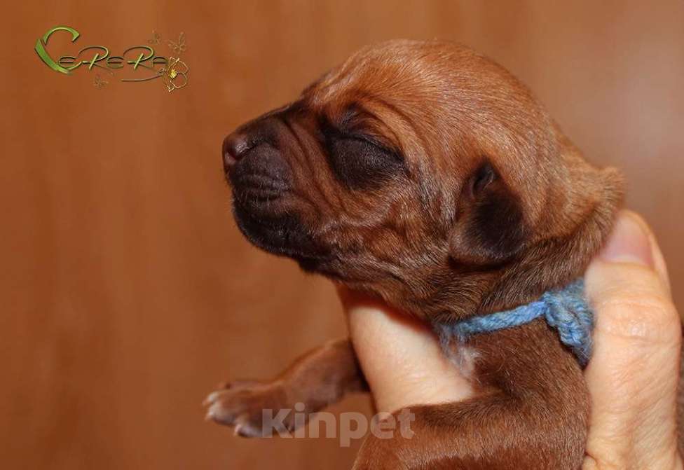 Собаки в других городах Московской области: Щенки риджбека из питомника РКФ Мальчик, 120 000 руб. - фото 2