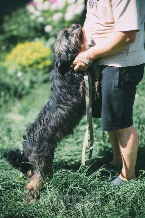 Собаки в Москве: Метис миттельшнауцера в добрые руки Девочка, 100 руб. - фото 3