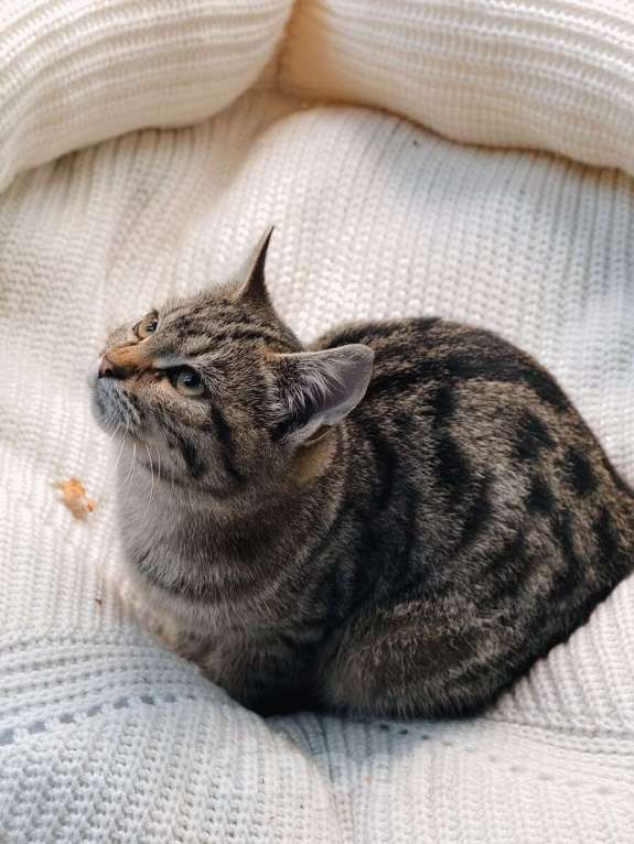 Кошки в Москве: Ищут дом 2 чудесных котенка. Мальчик, Бесплатно - фото 3