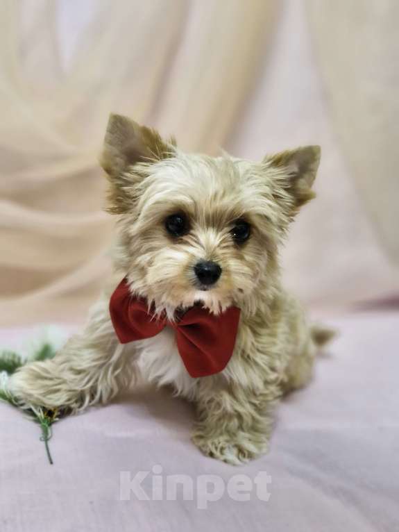 Собаки в Ростове-на-Дону: Голддаст йорк Мальчик, 20 000 руб. - фото 7