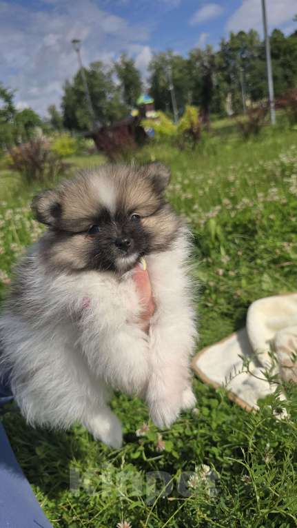 Собаки в Москве: Маленькая принцесса Девочка, 35 000 руб. - фото 2