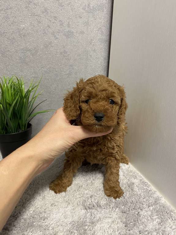 Собаки в Воронеже: Той-пудель щенки редбраун Разнополые, Бесплатно - фото 2