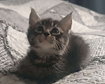 Кошки в Шатуре: Кошечка в добрые руки Девочка, 100 руб. - фото 1