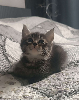 Кошечка в добрые руки