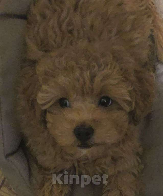 Собаки в Москве: Продажа великолепной собаки Девочка, 75 000 руб. - фото 3