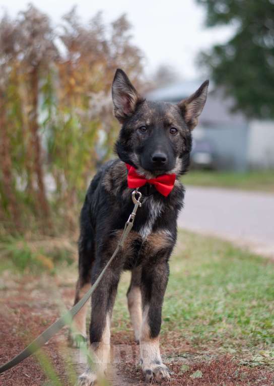 Собаки в других городах Владимирской области: Удивительный щенок Курт мечтает о доме и любящей семье! Мальчик, Бесплатно - фото 5
