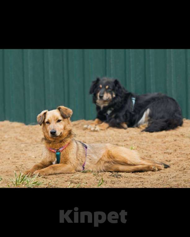 Собаки в других городах Московской области: Нила ищет семью Девочка, Бесплатно - фото 5