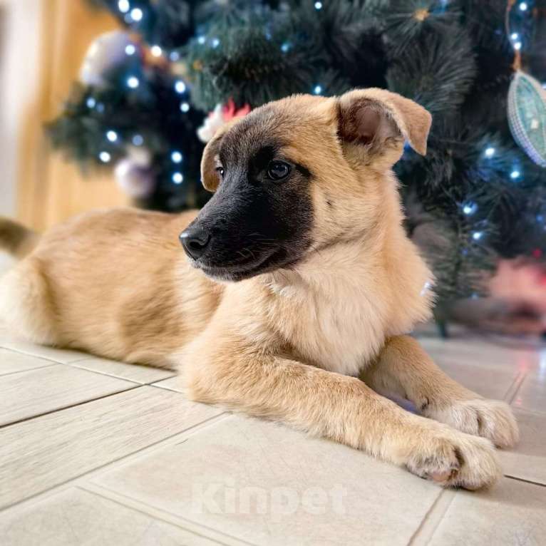 Собаки в Санкт-Петербурге: Щенки в добрые руки! Мальчик, Бесплатно - фото 3