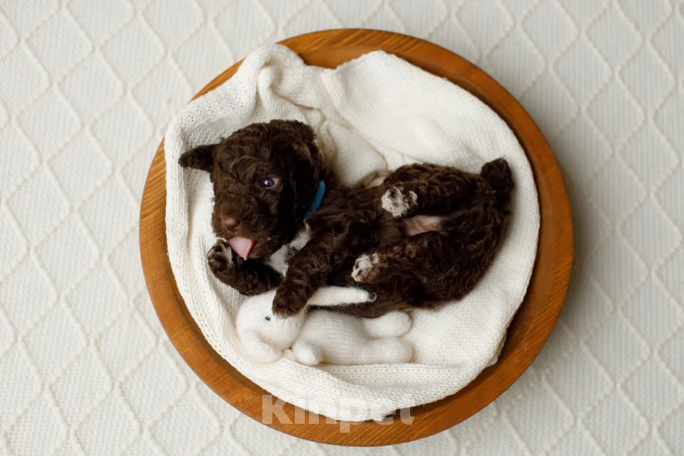 Собаки в Санкт-Петербурге: Испанская водяная собака Девочка, Бесплатно - фото 4