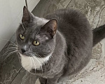 Кошки в Москве: Потерялась кошка Москва серо-белый окрас Девочка, 50 000 руб. - фото 1