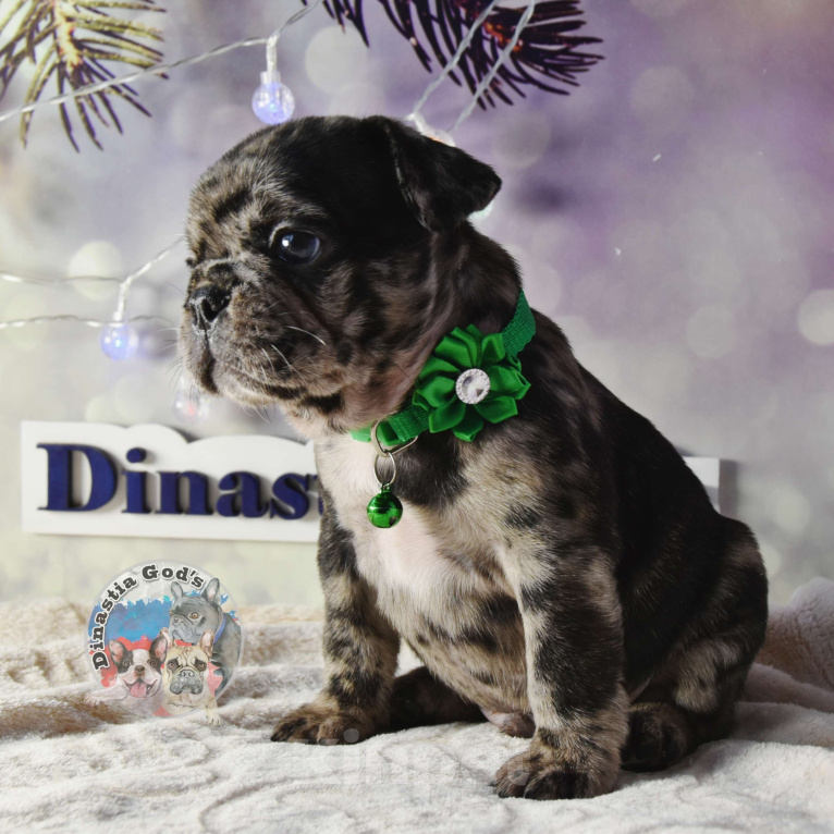 Собаки в Приморско-Ахтарске: Мальчик чёрный мрамор Мальчик, 85 000 руб. - фото 7