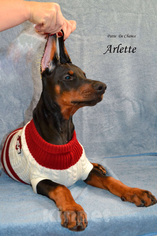 Собаки в Санкт-Петербурге: Щенок добермана Арлет Девочка, 60 000 руб. - фото 3