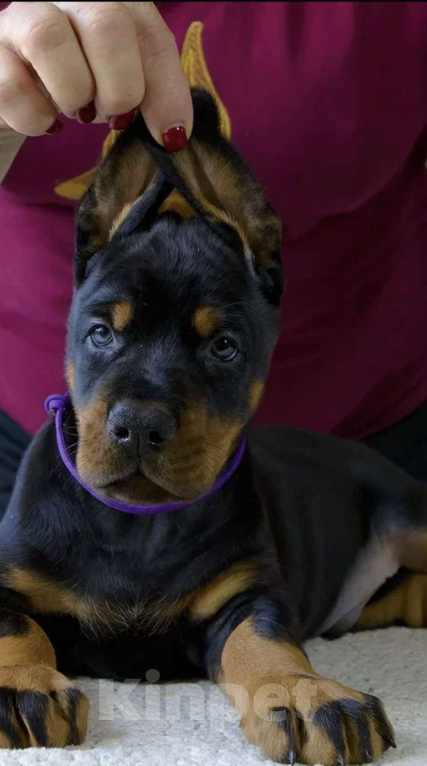 Собаки в Москве: Щенок добермана Мальчик, Бесплатно - фото 1