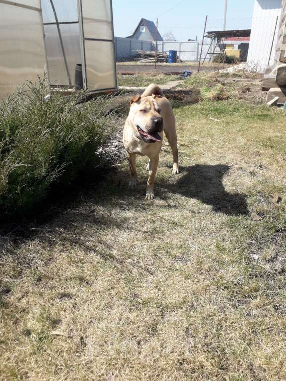 Собаки в Тольятти: Шарпей девочка Девочка, Бесплатно - фото 5