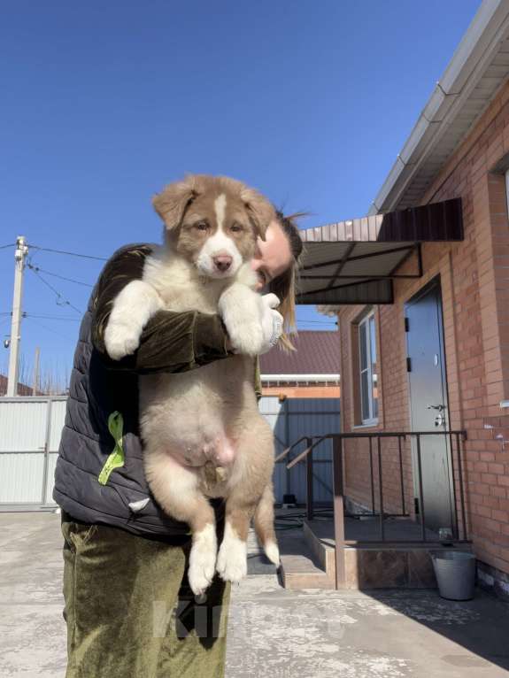 Собаки в Ростове-на-Дону: Щенки Мальчик, 60 000 руб. - фото 2