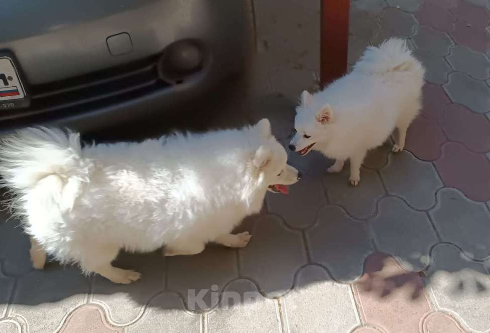 Собаки в Волгограде: Мальчик Мальчик, 25 000 руб. - фото 3