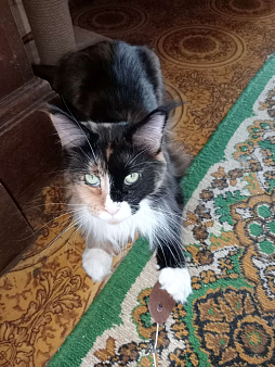 Кошка породы мей-кун