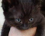Кошки в других городах Воронежской области: Котенок мальчик Мальчик, 1 руб. - фото 1
