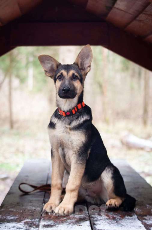 Собаки в Звенигороде: Овчарка щенок  Мальчик, 70 000 руб. - фото 3