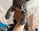 Кошки в Санкт-Петербурге: Котенок Вафля Девочка, Бесплатно - фото 7