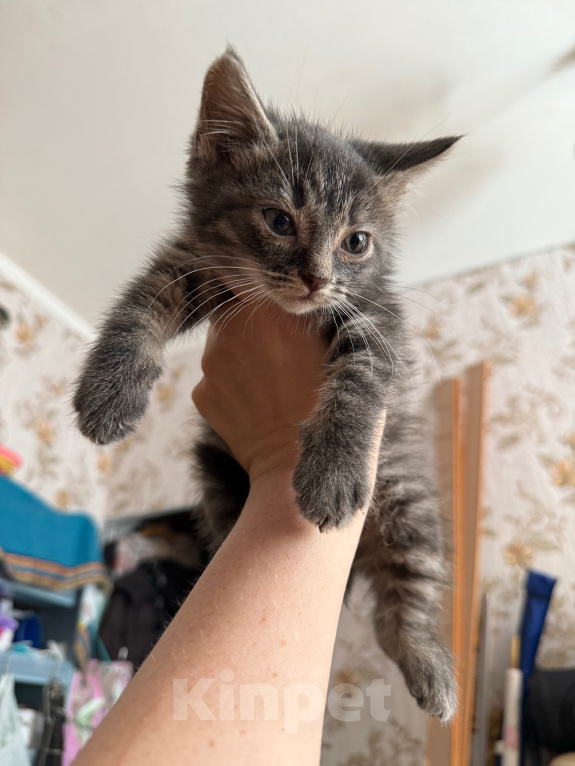 Кошки в Санкт-Петербурге: Котенок Вафля Девочка, Бесплатно - фото 7