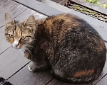 Кошки в Клине: Кошечка охотница Девочка, Бесплатно - фото 1