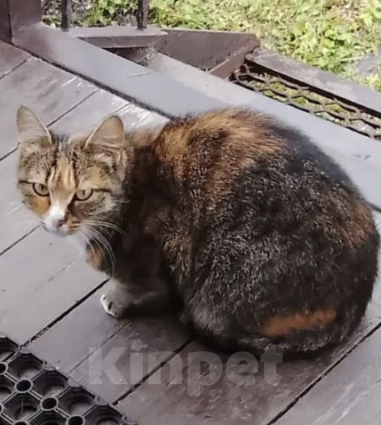 Кошки в Клине: Кошечка охотница Девочка, Бесплатно - фото 1