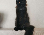Кошки в Москве: Котик породы мейн кун Мальчик, 25 000 руб. - фото 1