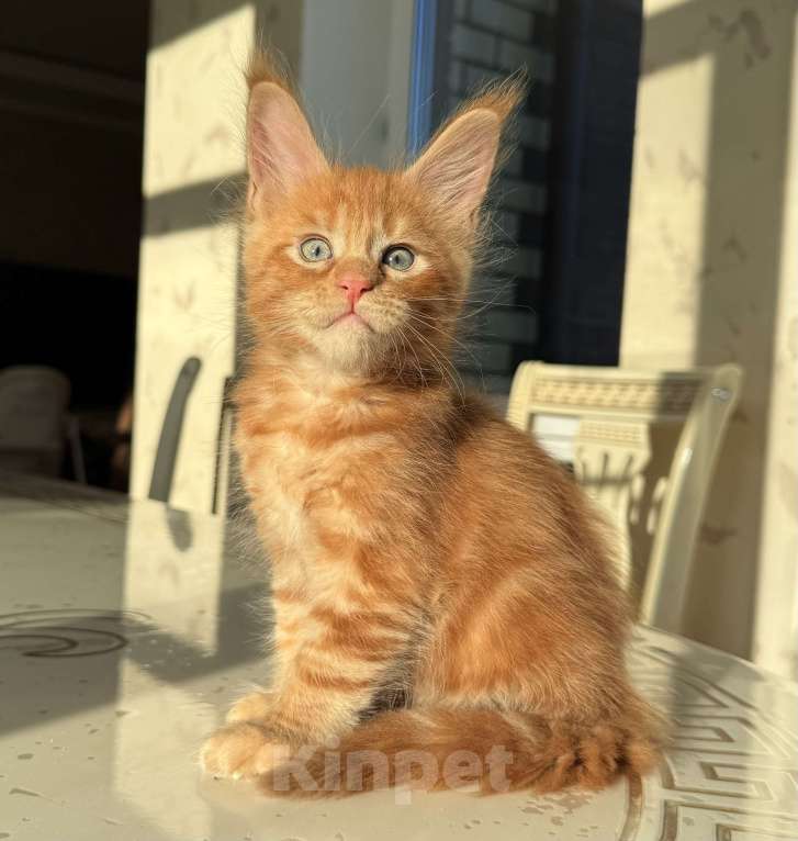 Кошки в Москве: Котенок мейн кун из питомника. Мальчик, 120 000 руб. - фото 1