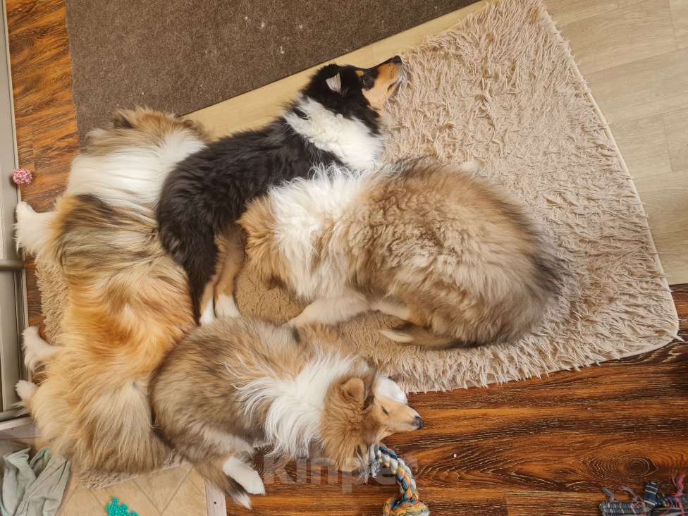 Собаки в Туле: Щенок Колли Длинношерстный Мальчик, 70 000 руб. - фото 9